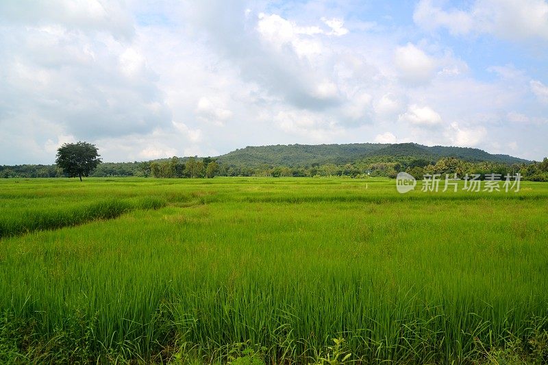 泰国Isan Nang Rong地区Phanom Rung死火山下的稻田